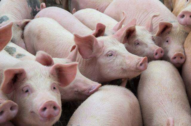 内蒙古投入近20亿元扶持生猪产业发展 保障