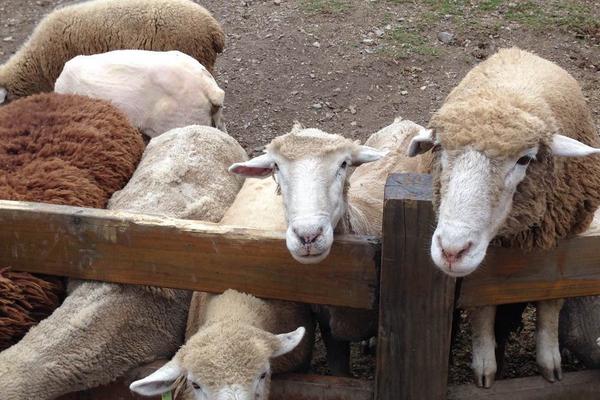 养殖羊国家补贴