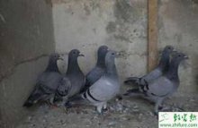 鸽子养殖的市场前景