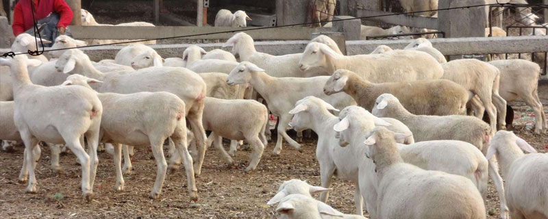 养殖羊国家补贴，领取条件与补贴标准