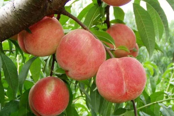 水蜜桃市场价格多少钱一斤 水蜜桃什么时候上市