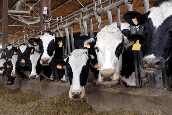 养100头奶牛能赚多少钱？养奶牛的成本和利润