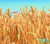 政策将决定小麦市场的生产销售