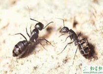 养蚂蚁赚钱吗?