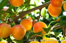 种一亩杏树能赚多少钱?种杏树的成本和利润
