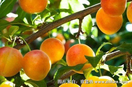 种一亩杏树能赚多少钱？种杏树的成本和利润