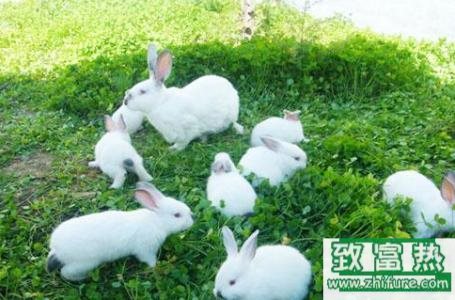 养100只兔子能赚多少钱？养兔子的成本和利润