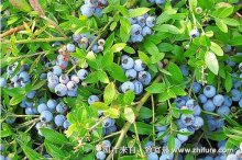 种一亩蓝莓能赚多少钱?种蓝莓的成本和利润