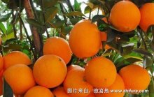 种一亩脐橙能赚多少钱?种脐橙的成本和利润