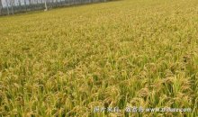 种一亩水稻能赚多少钱?种水稻的成本和利润