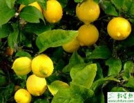 种柠檬幼树丰产栽培技巧