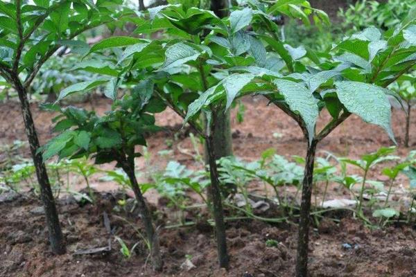 魔芋种植方法与种植条件，对肥料需求较大
