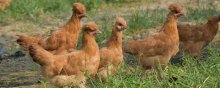 北京油鸡价格多少钱一斤