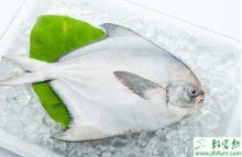 养殖淡水白鲳鱼苗培育的注意事项