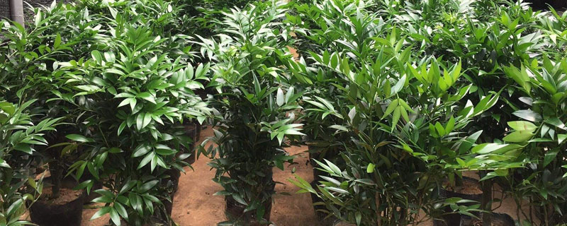 兴旺竹的养殖方法和注意事项