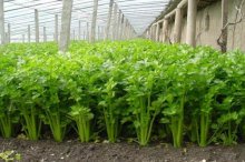 芹菜种植时间和栽培技术