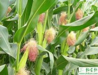 如何预防玉米除草剂药害