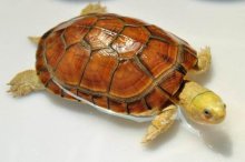 黄喉拟水龟怎么养漂亮,黄喉拟水龟是深水龟