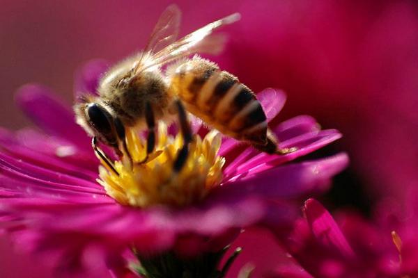 养蜂初学者该怎么做 蜜蜂快速繁殖技术