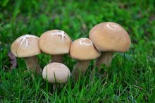 蘑菇怎么种,蘑菇种植技术