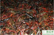 淡水小龙虾养殖常见病害与敌害防治技术