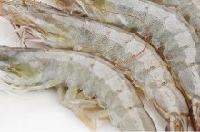 淡水虾市场价格多少钱一斤,草虾是淡水虾吗