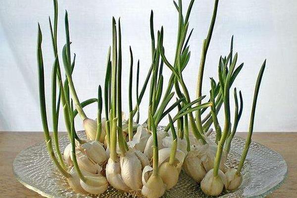 大蒜催芽的四种方法，从此在家也可以轻松种大蒜