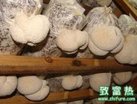 猴头菇塑料大棚如何栽培