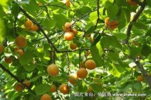 2018种杏树赚钱吗?杏树种植的利润与投资成