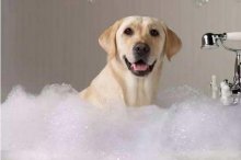 宠物店给狗狗洗澡多少钱一次,狗狗洗澡后发