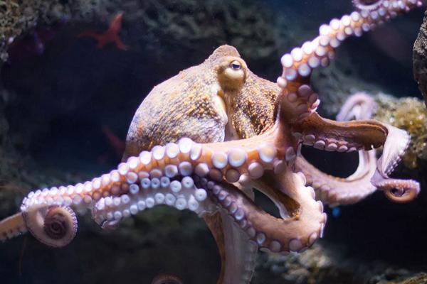 章鱼怎么养殖 章鱼吃什么食物
