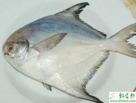 养殖淡水白鲳亲鱼的来源和选择经验