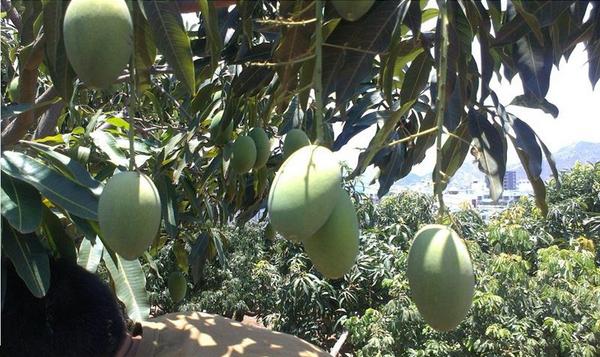攀枝花芒果市场价格多少钱一斤 攀枝花芒果什么时候成熟