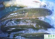 养殖草鱼提高二龄草鱼鱼种成活率的措施