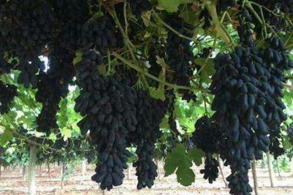 甜蜜蓝宝石葡萄种植条件 蓝宝石葡萄南方能种活吗