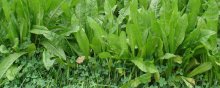 将军菊苣牧草种植方法