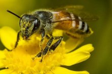 养蜂夏季蜂群管理需要注意的