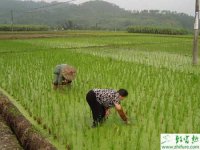 种水稻苗期病害的预防