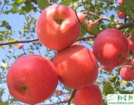 种苹果斑点落叶病的防治