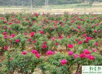 玫瑰花的养护和锈病防治
