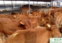 养牛坏死杆菌病的防治