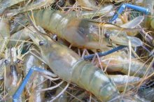 淡水虾养殖一亩利润有多少,无公害淡水虾养