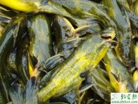 养殖黄颡鱼鱼苗的暂养经验
