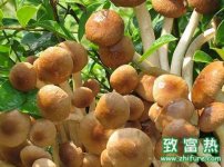 茶树菇菌袋栽培管理技术