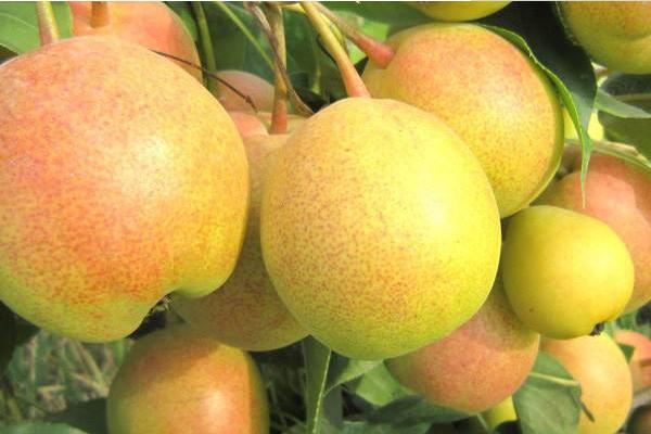 苹果梨市场价格多少钱一斤 苹果梨的营养价值
