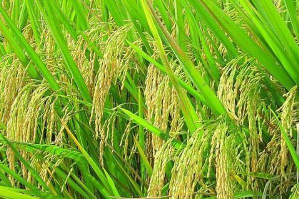 2018种水稻赚钱吗？水稻种植的利润与投资成本及前景预测