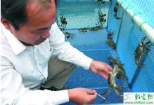 教你从五个方面掌握河蟹大水面养殖技术