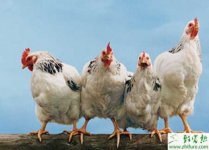 养殖白羽肉鸡自然交配技术