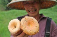 松树菌市场价格多少钱一斤,松树菌什么季节