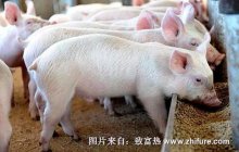 养殖生长育肥猪管理要点